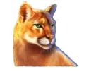 Cat wildlife symbol